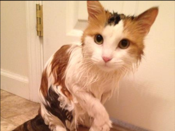 /Images/uploads/Cat Welfare Association/CatWelfare/entries/33906thumb.jpg